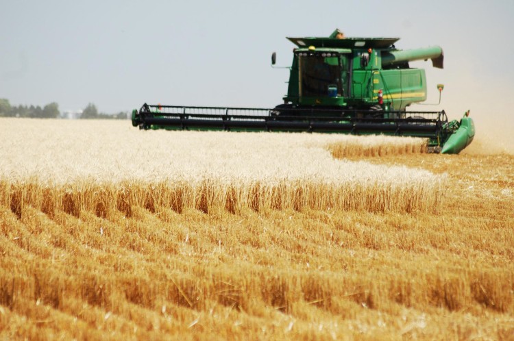 Harvesting wheat: the staple grain varies from one society to another, but no one gets bread until the harvest takes place. (ehmkeseed.com)